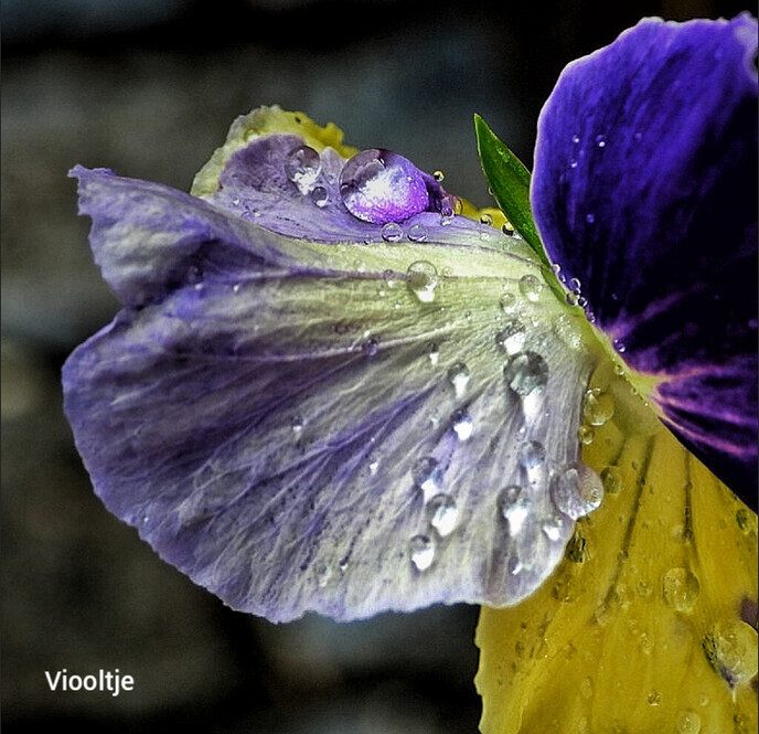 Bloemen lachen zich dood - Foto: Femmie Smink