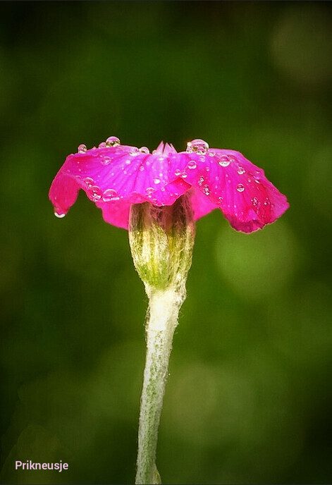 Bloemen lachen zich dood - Foto: Femmie Smink