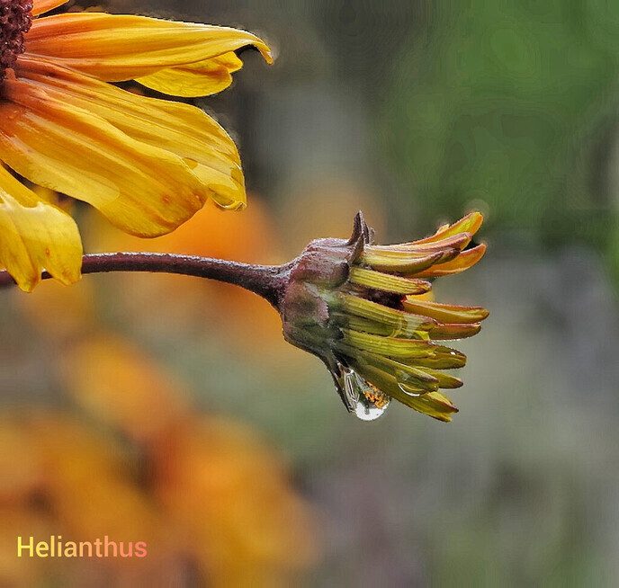 Bloemen lachen zich dood - Foto: Femmie Smink