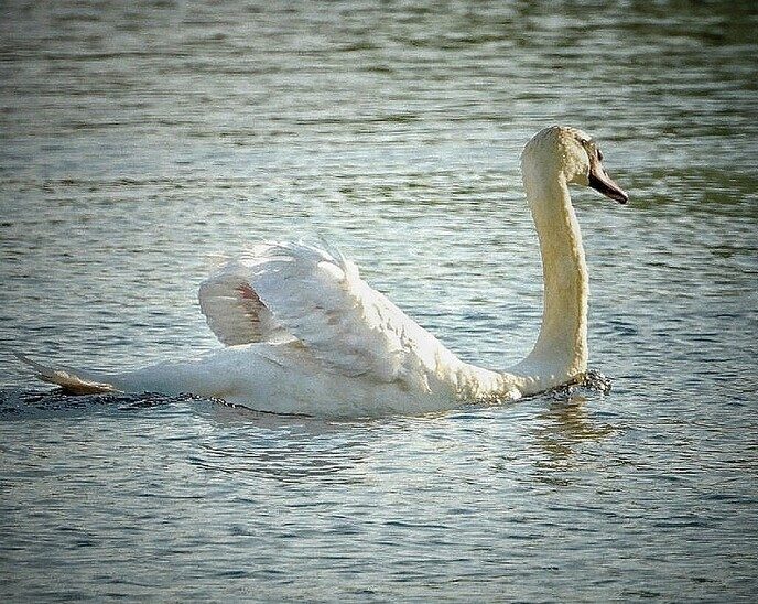 Mooi Avereest - Foto: Femmie Smink
