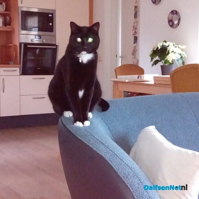 Vermist zwarte kater - Foto: Ingezonden foto