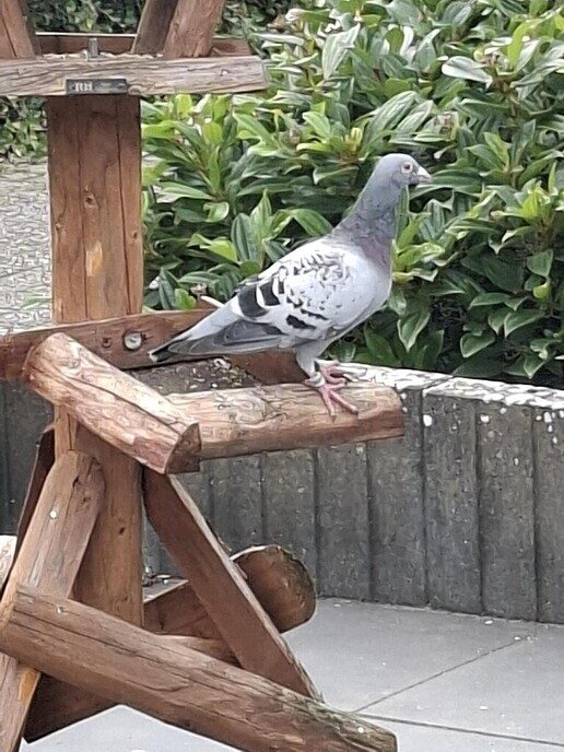 Wie mist er een postduif - Foto: Ingezonden foto