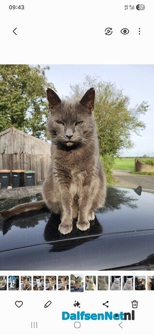 Vermist blauwgrijze kater - Foto: Ingezonden foto