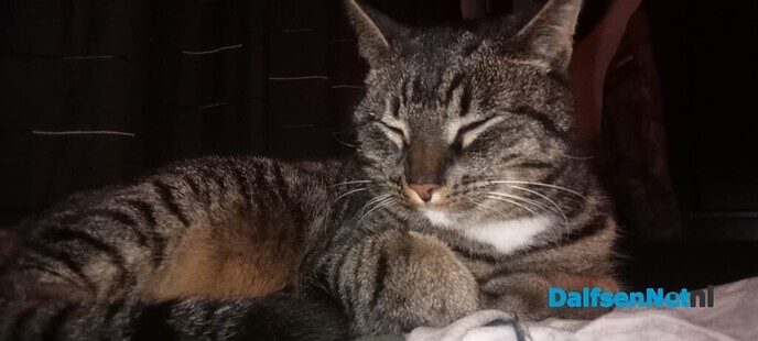 Vermist: grijs, zwart gestreepte kater - Foto: Ingezonden foto
