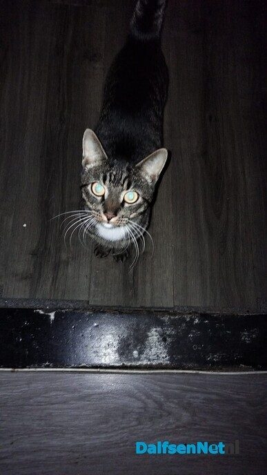 Vermist: grijs, zwart gestreepte kater - Foto: Ingezonden foto