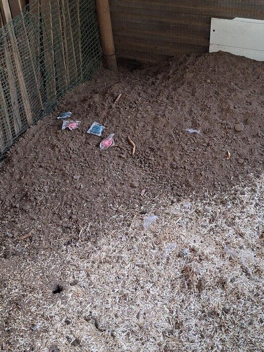 Inzender: is dit werk van een rat - Foto: Ingezonden foto