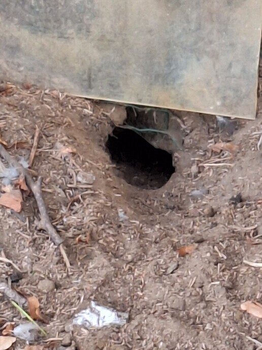 Inzender: is dit werk van een rat - Foto: Ingezonden foto