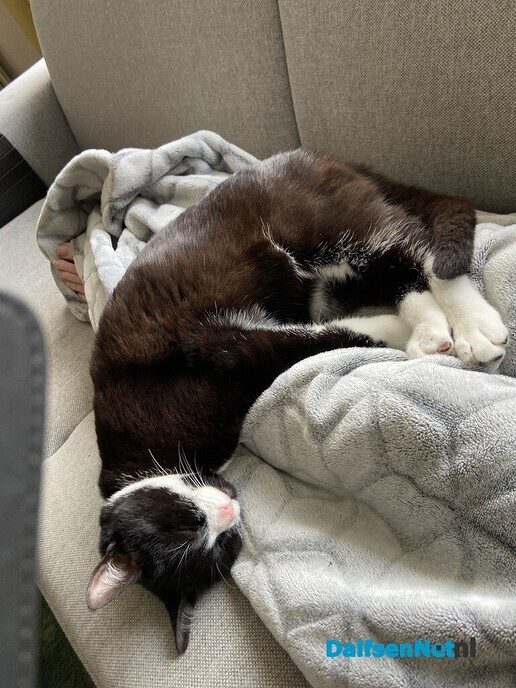 Ex kater vermist en weer terecht - Foto: Ingezonden foto