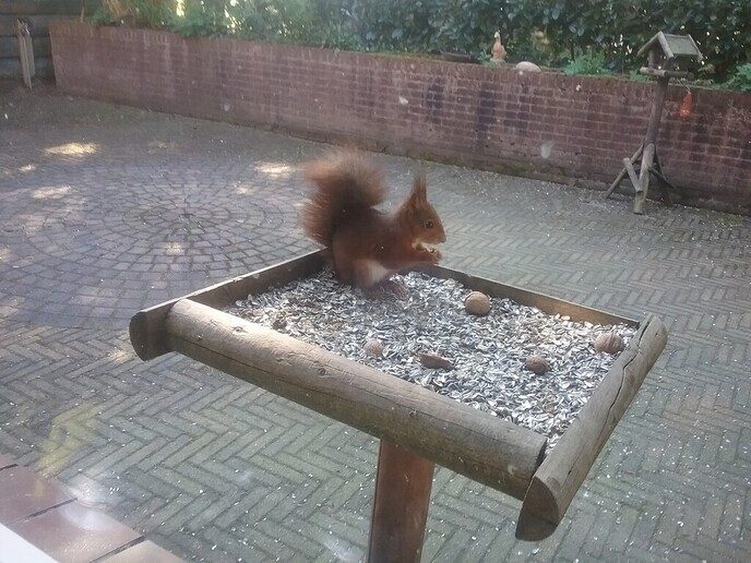 Walnoten: Ze gaan weer vallen - Foto: Ingezonden foto