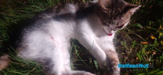Overleden kat/poes - Foto: Ingezonden foto
