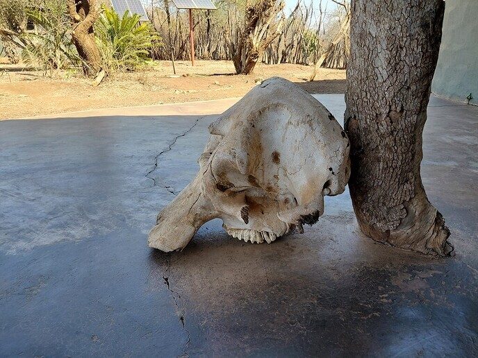Vorige week was ik op safari in Zuid Afrika - Foto: Ingezonden foto