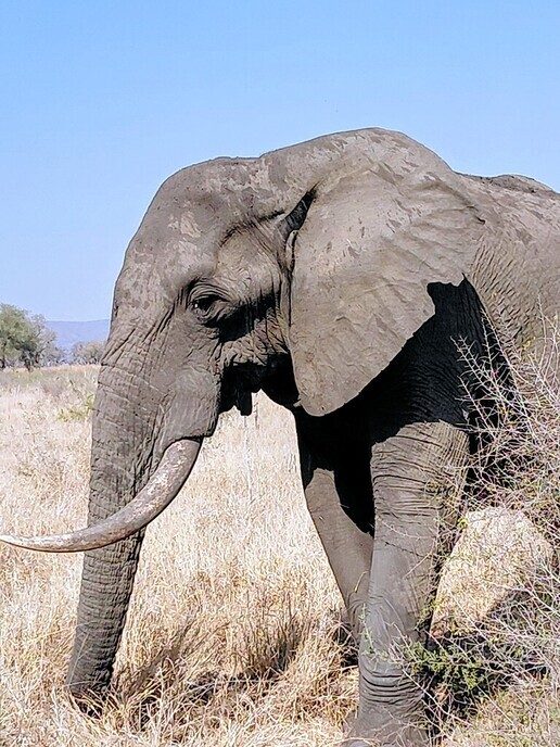 Vorige week was ik op safari in Zuid Afrika - Foto: Ingezonden foto