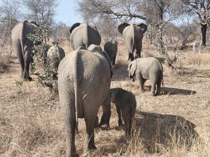 Vorige week was ik op safari in Zuid Afrika - Foto: Ingezonden foto