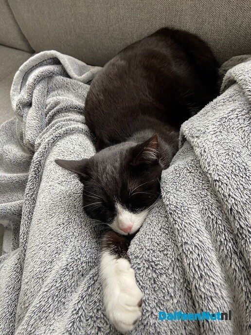 Ex kater vermist en weer terecht - Foto: Ingezonden foto