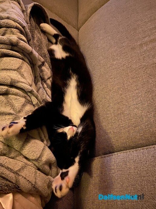 Ex kater vermist en weer terecht - Foto: Ingezonden foto