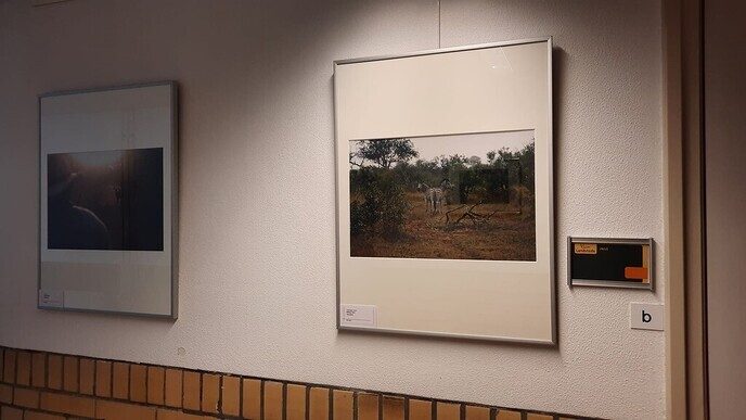 Nieuwe expositie in ‘de Olmen’ - Foto: Ingezonden foto