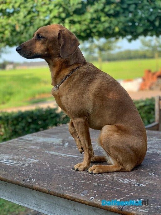 Hond vermist en terug - Foto: Ingezonden foto
