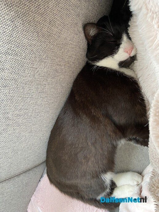 Ex kater vermist en weer terecht - Foto: Ingezonden foto