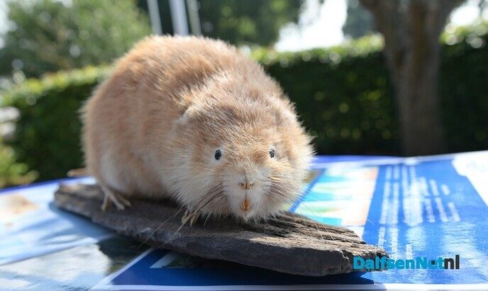 Festival de Vecht: een dag vol verhalen, muziek en beleving - Foto: Johan Bokma