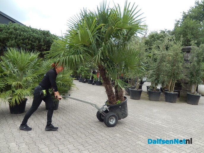 Palmexpert bomen- en plantencentrum, tussen Vilsteren en Ommen - Foto: Willy