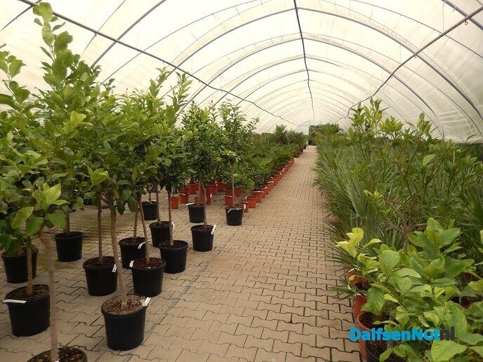 Palmexpert bomen- en plantencentrum, tussen Vilsteren en Ommen - Foto: Willy