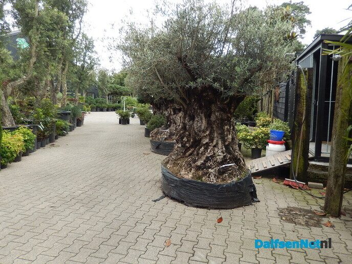 Palmexpert bomen- en plantencentrum, tussen Vilsteren en Ommen - Foto: Willy