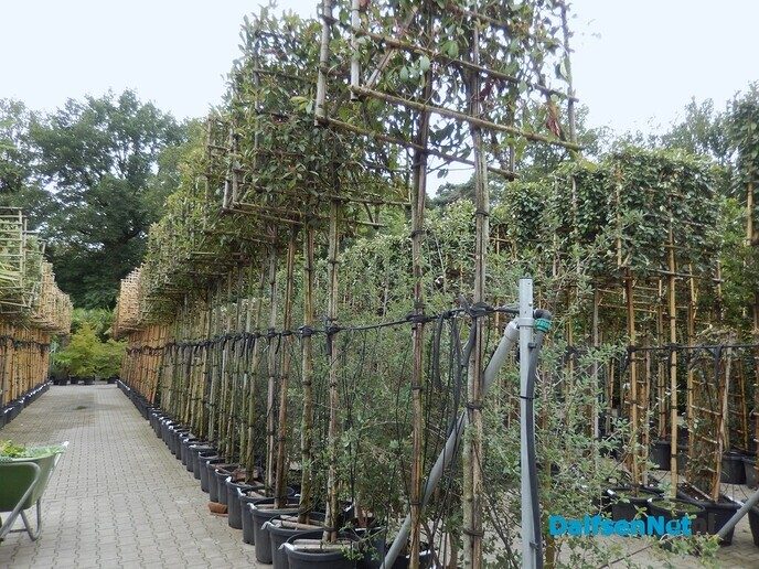 Palmexpert bomen- en plantencentrum, tussen Vilsteren en Ommen - Foto: Willy