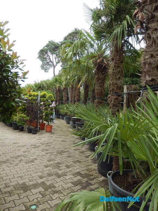 Palmexpert bomen- en plantencentrum, tussen Vilsteren en Ommen - Foto: Willy