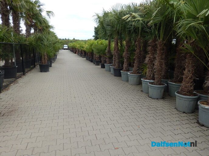 Palmexpert bomen- en plantencentrum, tussen Vilsteren en Ommen - Foto: Willy