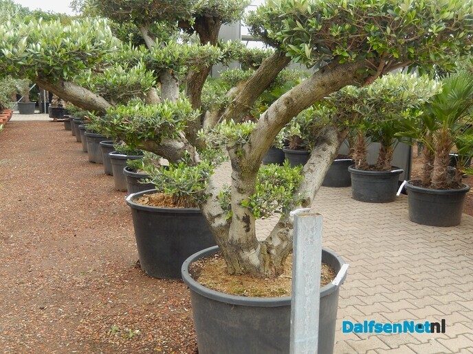 Palmexpert bomen- en plantencentrum, tussen Vilsteren en Ommen - Foto: Willy