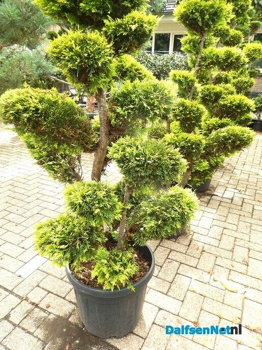 Palmexpert bomen- en plantencentrum, tussen Vilsteren en Ommen - Foto: Willy