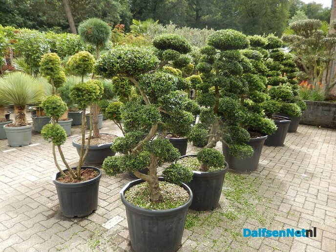 Palmexpert bomen- en plantencentrum, tussen Vilsteren en Ommen - Foto: Willy