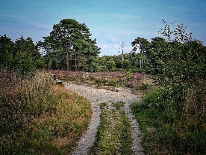 Avereest wandeling - Foto: Femmie Smink
