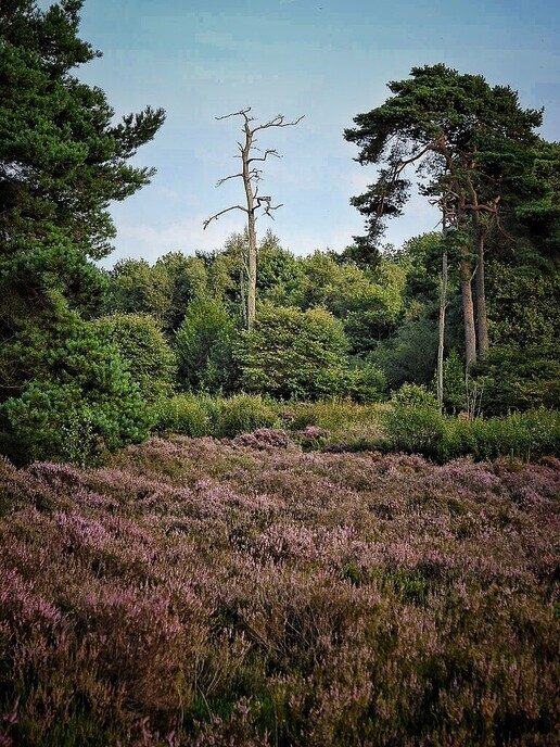 Avereest wandeling - Foto: Femmie Smink