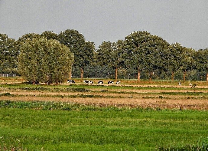 Avereest wandeling - Foto: Femmie Smink