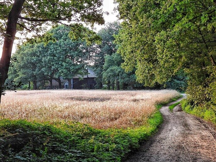 Avereest wandeling - Foto: Femmie Smink