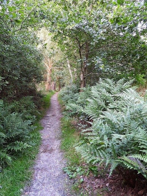 Avereest wandeling - Foto: Femmie Smink