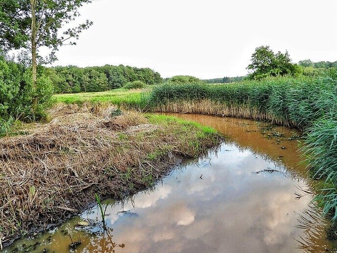 Avereest wandeling - Foto: Femmie Smink