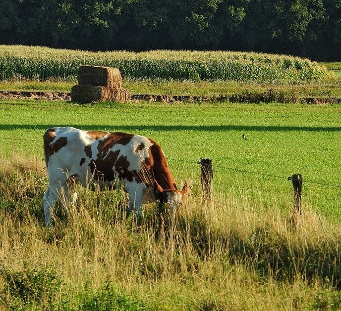 Een avond fietsronde - Foto: Femmie Smink