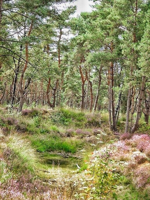 Arriën een mooi natuurgebied - Foto: Femmie Smink