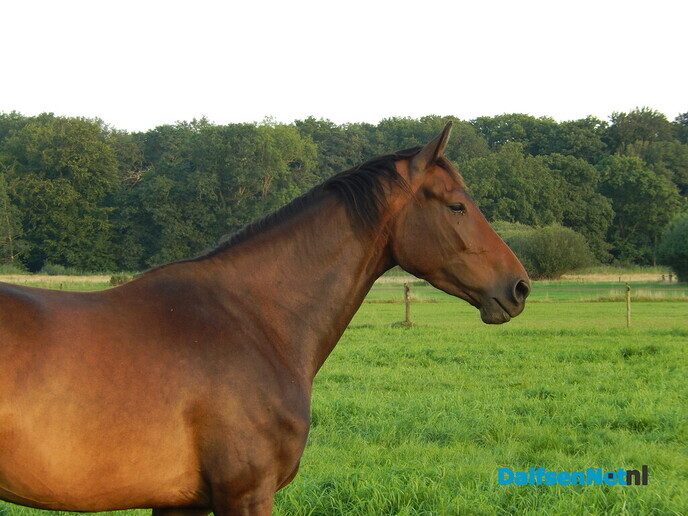 Zomaar een mooie zomeravond - Foto: Willy