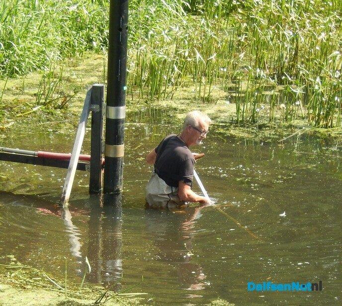 Met een zeis maaien in de Vecht (2) - Foto: Willy