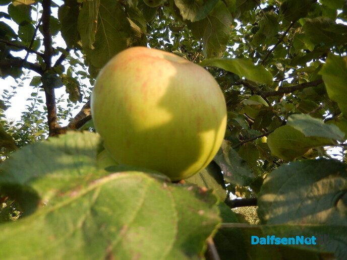 Appeltje voor de Heinoer - Foto: Willy
