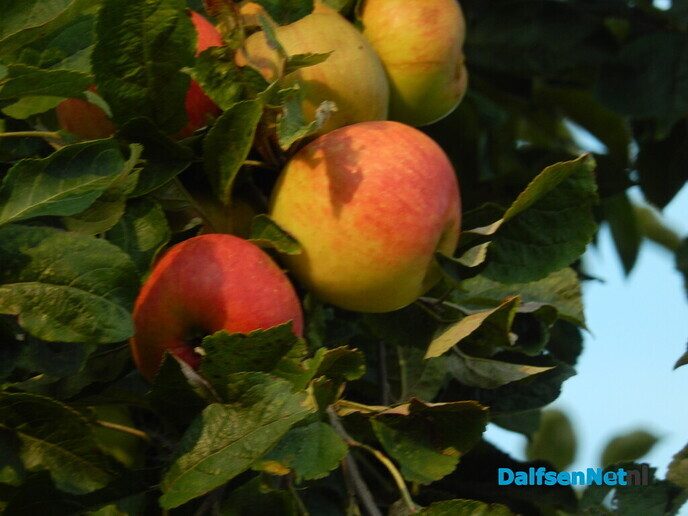 Appeltje voor de Heinoer - Foto: Willy