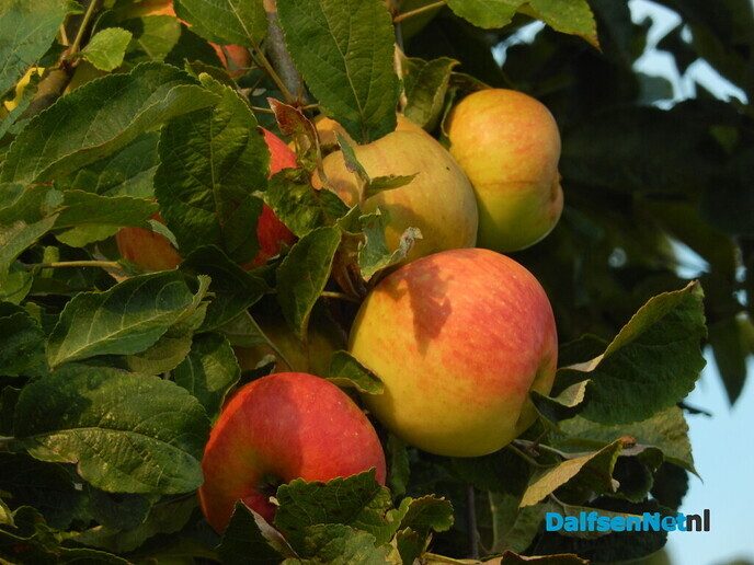 Appeltje voor de Heinoer - Foto: Willy