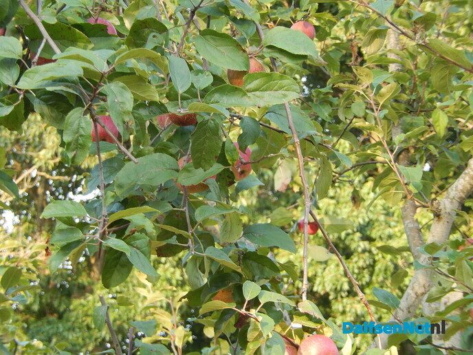 Appeltje voor de Heinoer - Foto: Willy