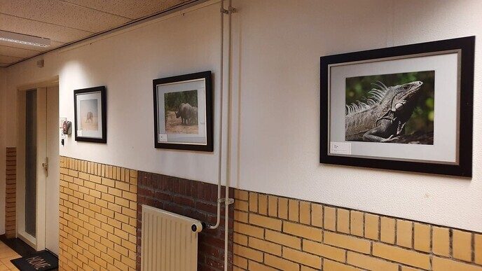 Nieuwe expositie in ‘de Olmen’ - Foto: Ingezonden foto