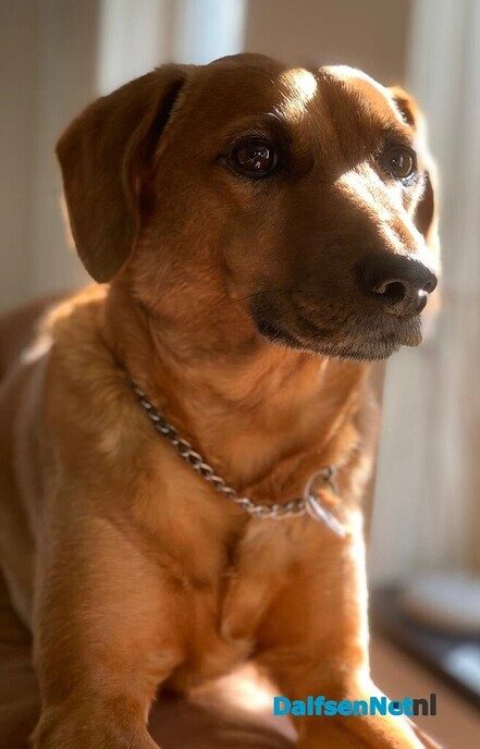 Hond vermist en terug - Foto: Ingezonden foto