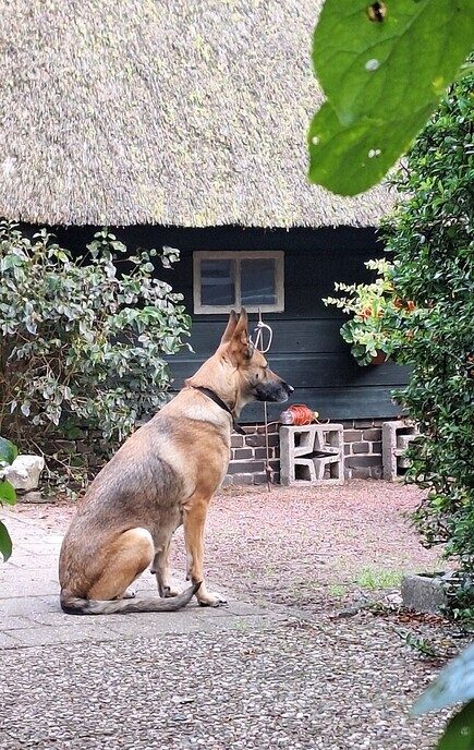 Met spoed baasje gezocht voor Mechelse herder - Foto: Ingezonden foto