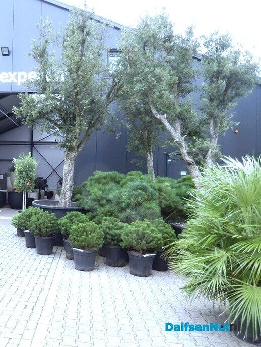 Palmexpert bomen- en plantencentrum, tussen Vilsteren en Ommen - Foto: Willy